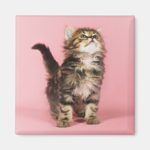 Imã Bonito no gatinho cor-de-rosa