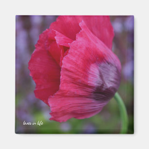 Imã Bonito PInk e Flor de Papoila Roxo
