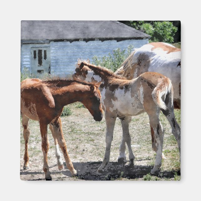 Imã Bonito Presente de Aroma de Equinos (Frente)
