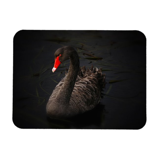 Ímã Bonito Swan Negro com Bright Beak Vermelho (Horizontal)