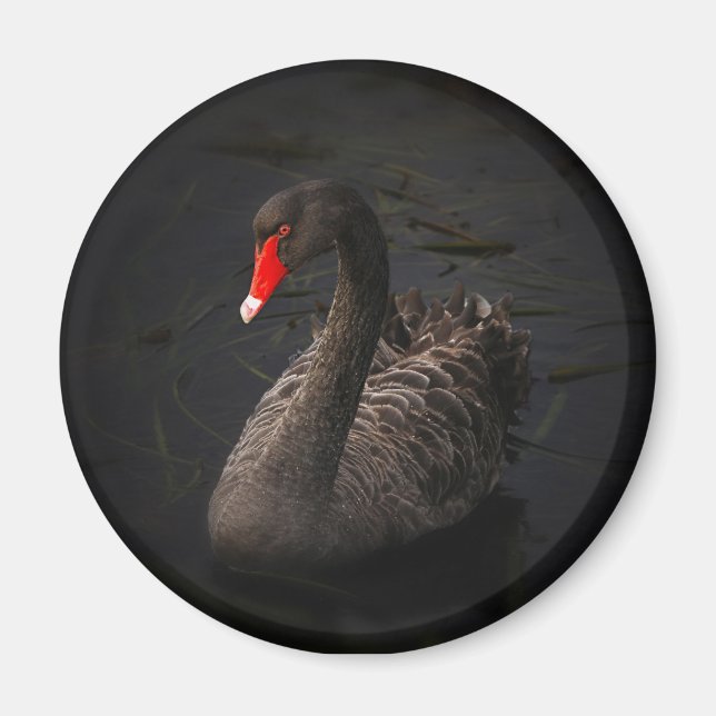 Imã Bonito Swan Negro com Bright Beak Vermelho (Frente)