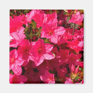 Imã Bonito Vínculo das Flores de Azáleas Rosa, Amêi