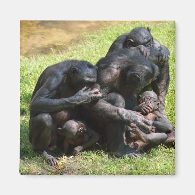 Imã Bonobo Apes (Frente)