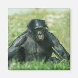 Imã Bonobo Muscular na Grama