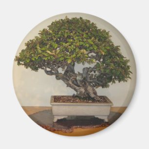 Imã Bonsai na National Arboretum, Washington D.C.