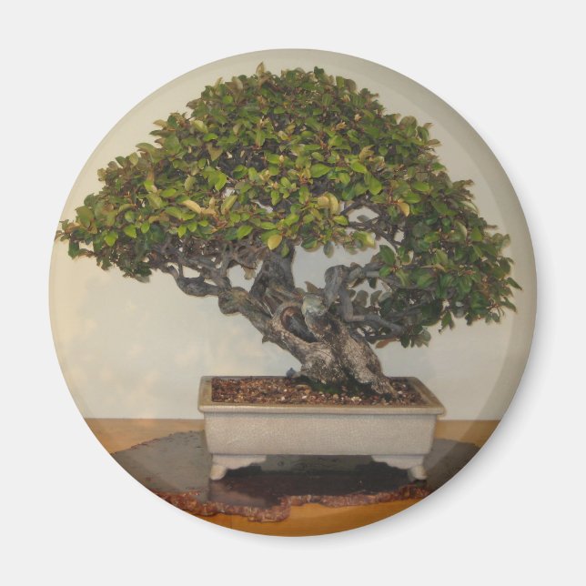 Imã Bonsai na National Arboretum, Washington D.C. (Frente)