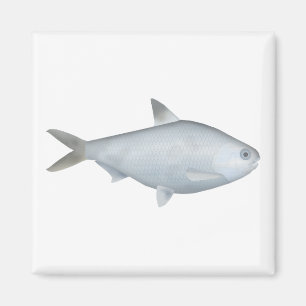 Imã Bony Bream