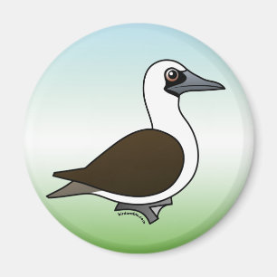 Imã Booby peruano bonito