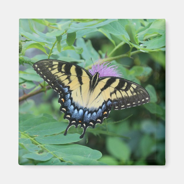 Imã Borboleta (Frente)