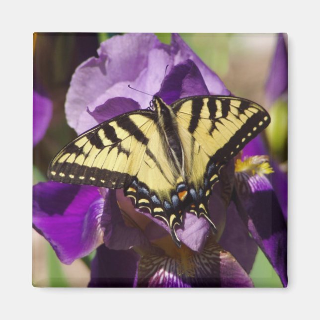 Imã borboleta (Frente)