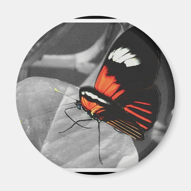 Imã Borboleta (Frente)