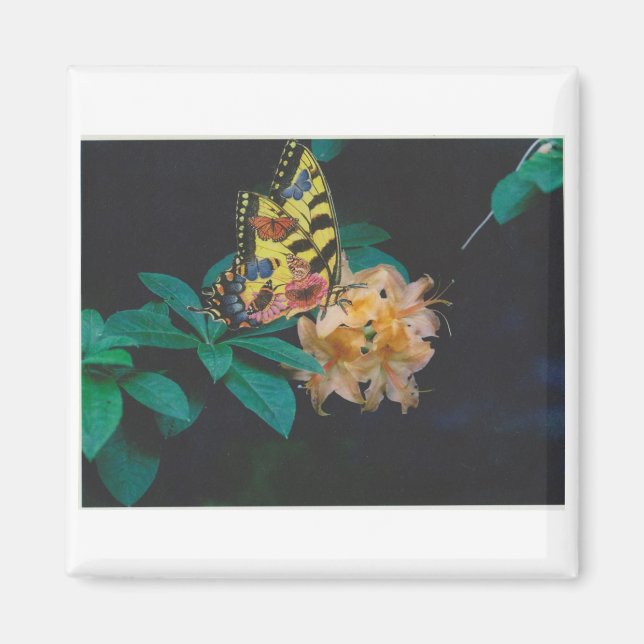 Imã borboleta (Frente)