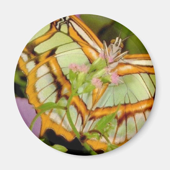 Imã Borboleta (Frente)