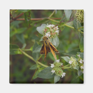 Imã Borboleta