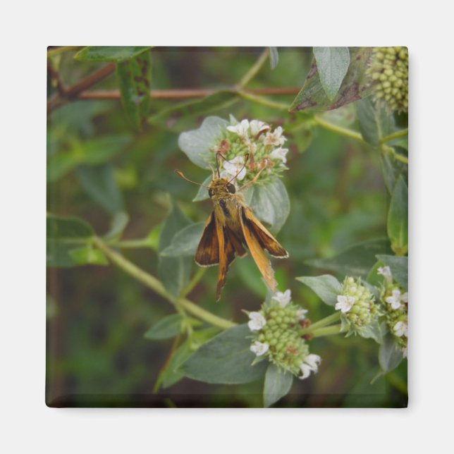 Imã Borboleta (Frente)