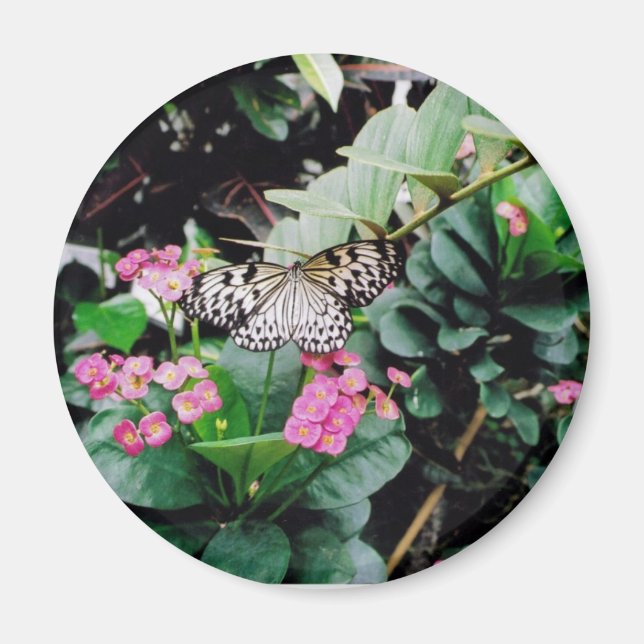 Imã Borboleta (Frente)