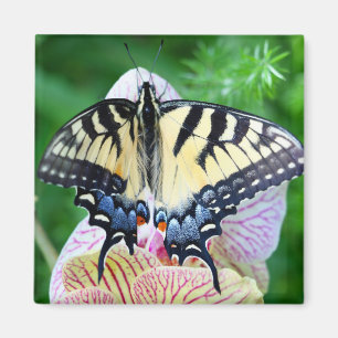 Imã Borboleta
