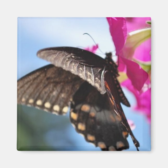 Imã borboleta (Frente)