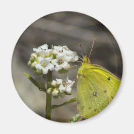 Imã Borboleta Amarela