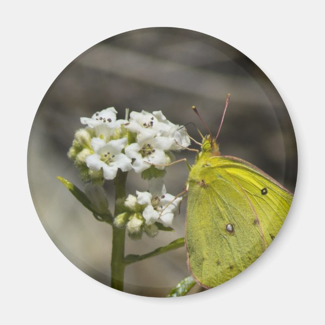 Imã Borboleta Amarela (Frente)