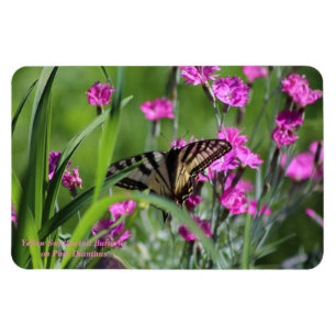 Ímã Borboleta amarela de Swallowtail e cravo-da-índia