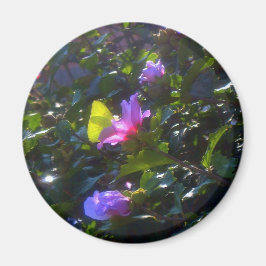 Imã Borboleta Amarela em Rosa Rosa Rosa Rosa de Sharon