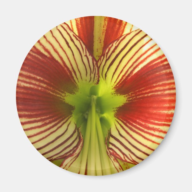 Imã Borboleta Amaryllis (Frente)