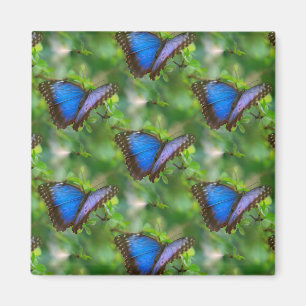 Imã Borboleta Azul