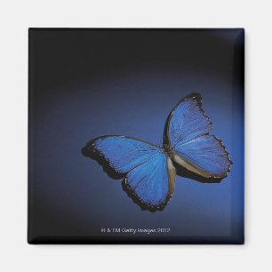 Imã Borboleta azul