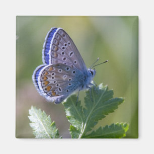 Imã borboleta azul