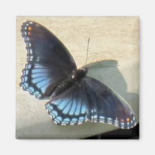 Imã Borboleta azul