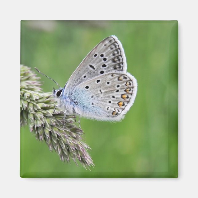 Imã Borboleta Azul Comum na Grama (Frente)