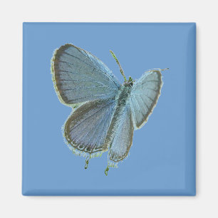 Imã Borboleta Azul De Altura Oriental