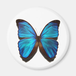 Imã Borboleta azul de Morpho