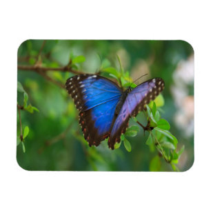 Ímã Borboleta azul de Morpho