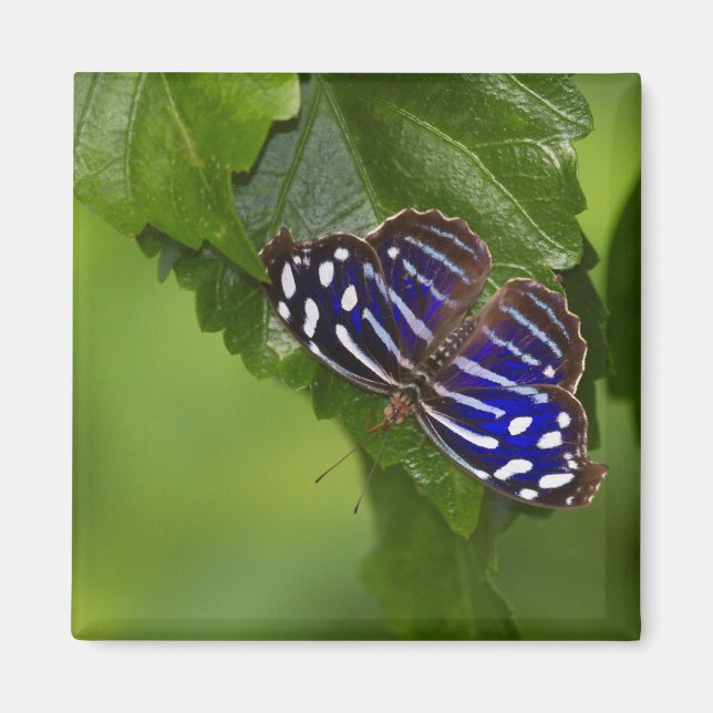 Imã Borboleta azul mexicana (Frente)