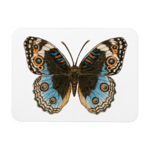 Ímã Borboleta Azul Pansy