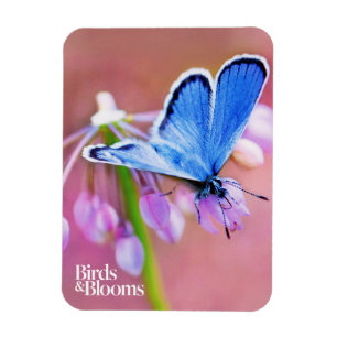 Ímã Borboleta Azure