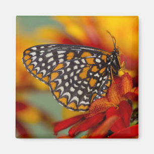 Imã Borboleta Baltimore-Checkered