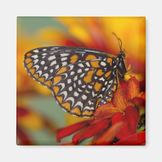 Imã Borboleta Baltimore-Verificada (Frente)