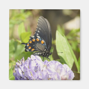 Imã Borboleta bonita e ímã roxo da flor