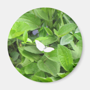 Imã Borboleta branca