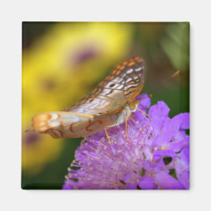 Imã Borboleta branca de pavão em floração roxa