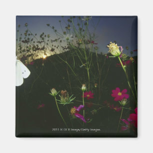 Imã Borboleta branca em vôo no por do sol