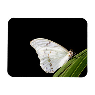 Ímã Borboleta branca morfo na folha