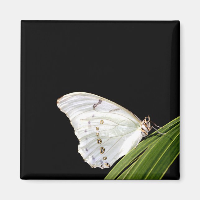 Imã Borboleta branca Morpho na folha (Frente)