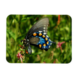 Ímã Borboleta-cauda-dos-pinheiros