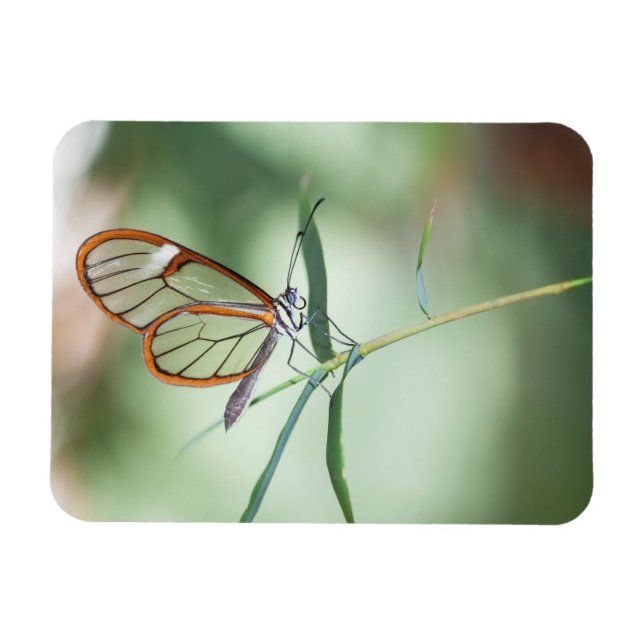 Ímã Borboleta Charming Clear-Wing (Horizontal)