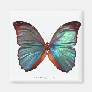 Imã Borboleta com asas espalhadas 2