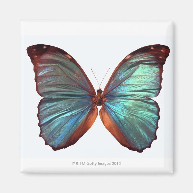 Imã Borboleta com asas espalhadas 2 (Frente)